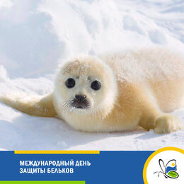 Международный день защиты бельков