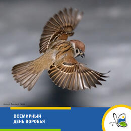 Всемирный День воробья