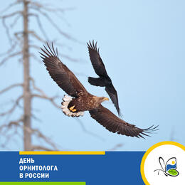 День орнитолога