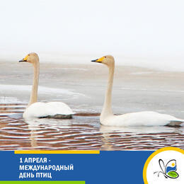 1 апреля - Международный День птиц