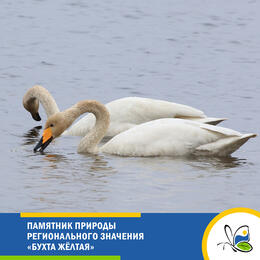 Развитие сети ООПТ – памятник природы «Бухта Жёлтая»