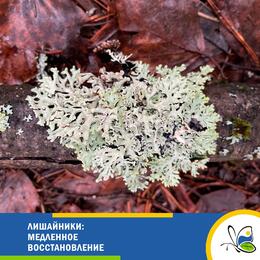 Лишайники: медленное восстановление