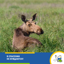 В спасении НЕ нуждаются!