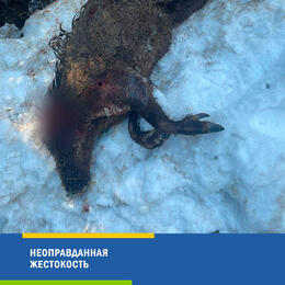 Неоправданная жестокость