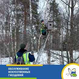 Обслуживание искусственных гнездовий
