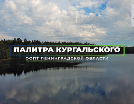 Смотреть видео