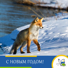 Дирекция ООПТ ЛО поздравляет с Новым годом!