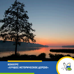 Конкурс «Лучшее историческое дерево»