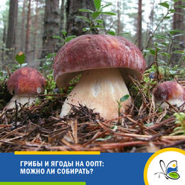Грибы и ягоды на ООПТ: можно ли собирать?
