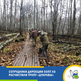 Сотрудники Дирекции ООПТ ЛО привели в порядок экотропу 