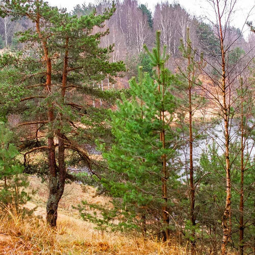 Верста