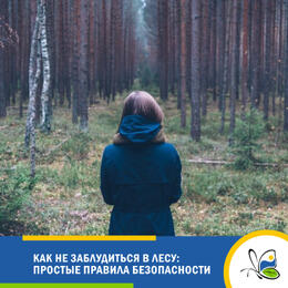 Как не заблудиться в лесу: простые правила