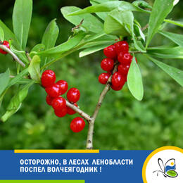 Осторожно, в лесах Ленобласти поспел волчеягодник !