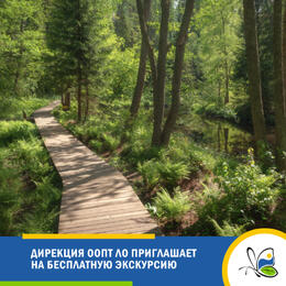 Дирекция ООПТ ЛО приглашает на бесплатную экскурсию по Линдуловской роще