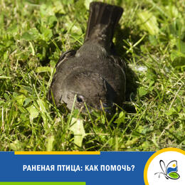 Раненая птица: как помочь?
