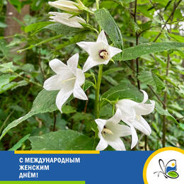 С Международным женским днём!