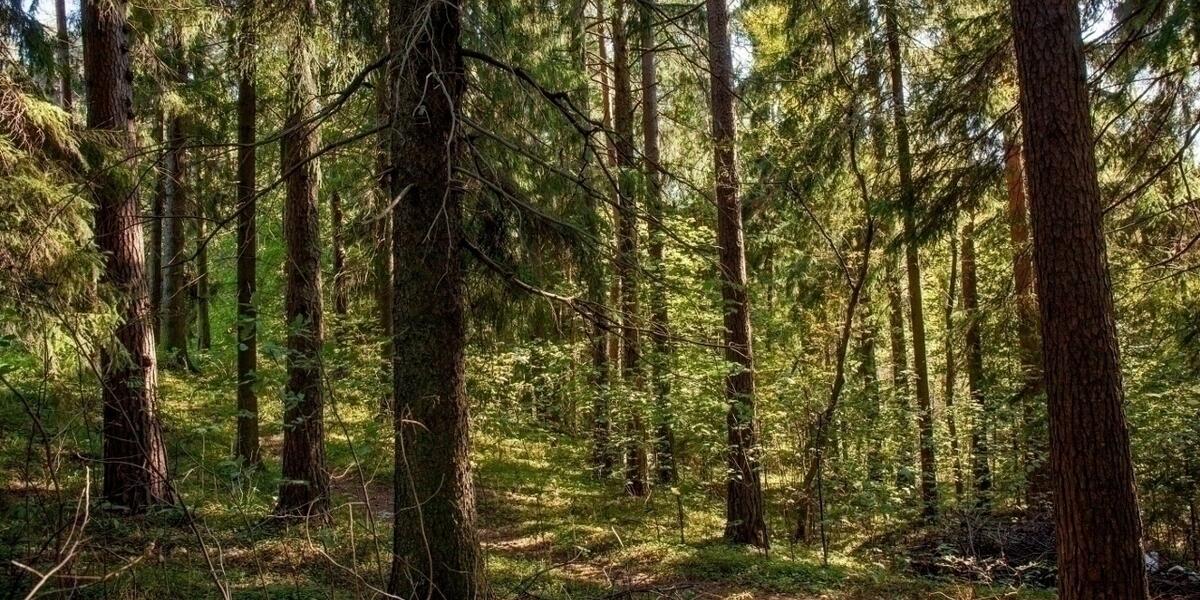 Колтушские высоты
