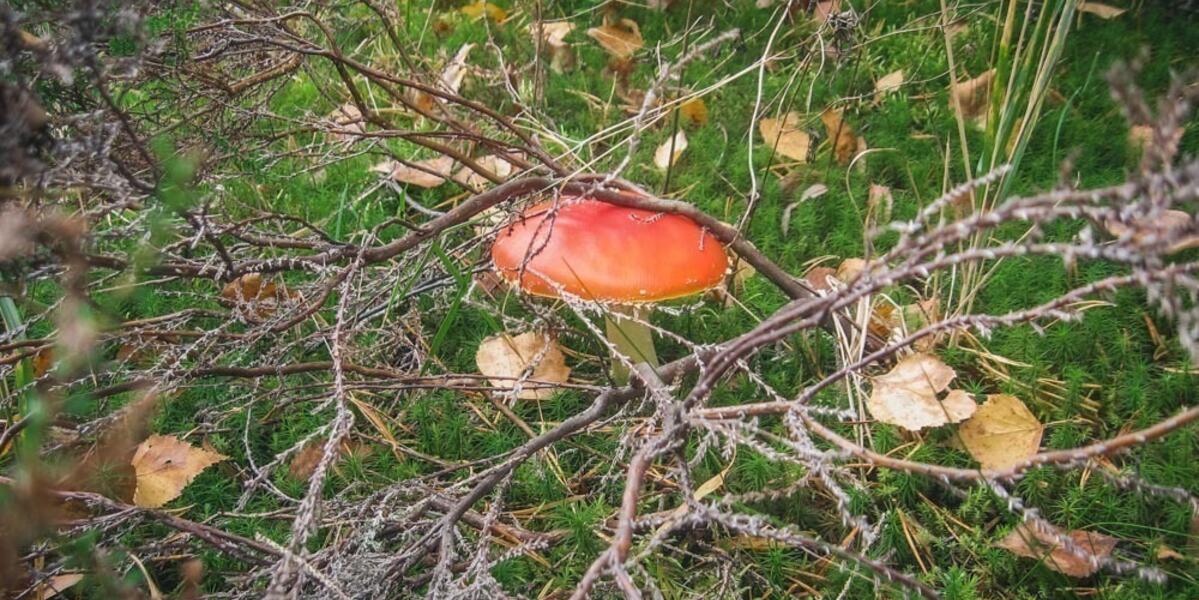 Ракитинский