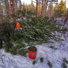 Заготовка шишек ели и сосны для восстановления лесов идёт полным ходом
