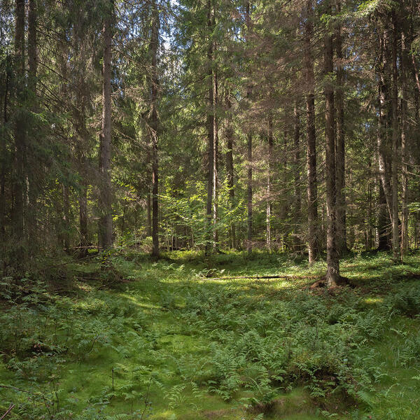 Гостилицкий