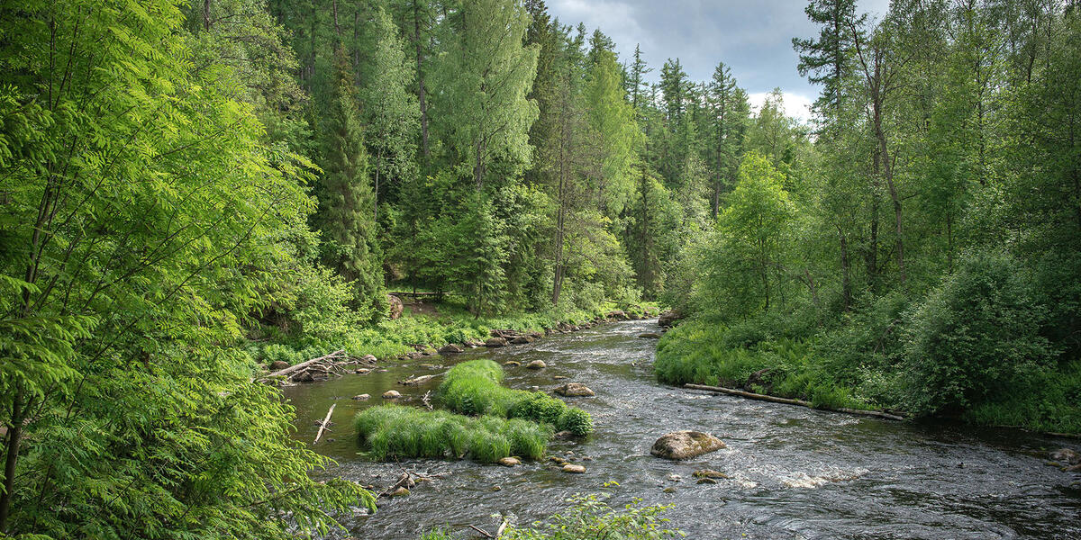 Линдуловская роща