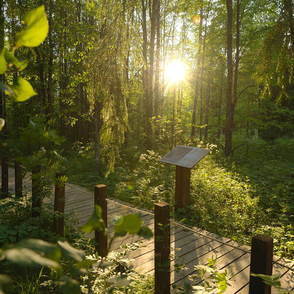 Лисинский