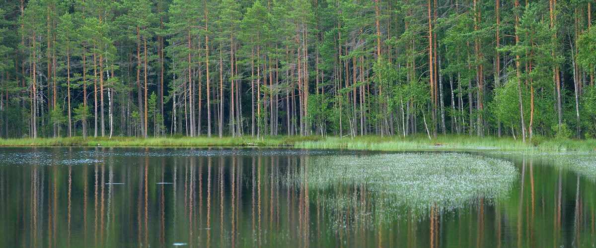 Петяярви