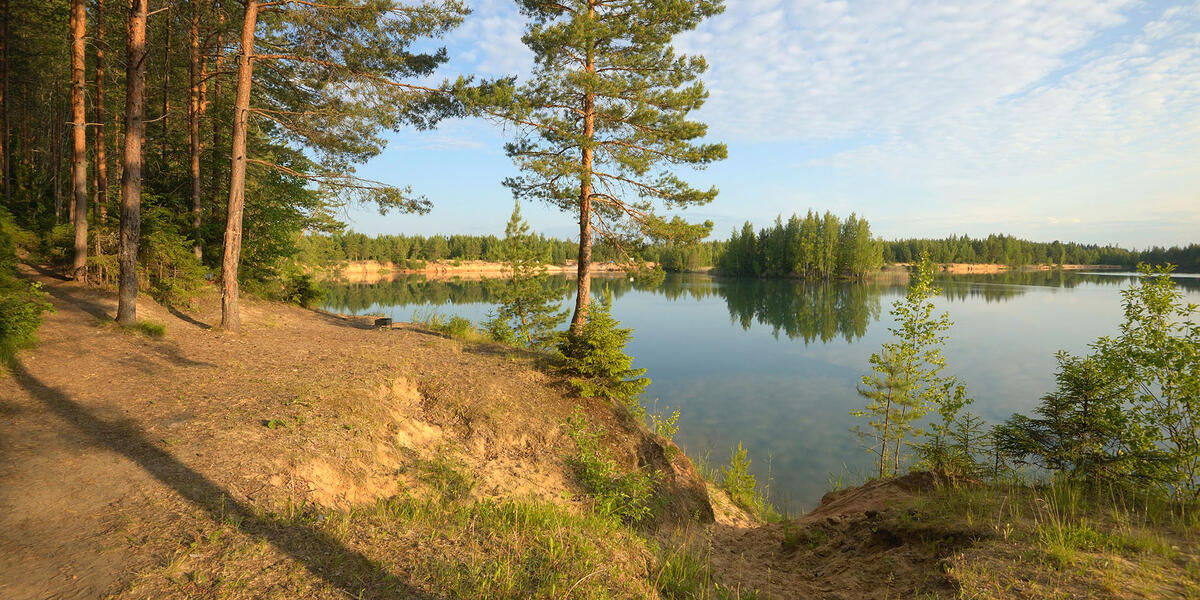 Север Мшинского болота